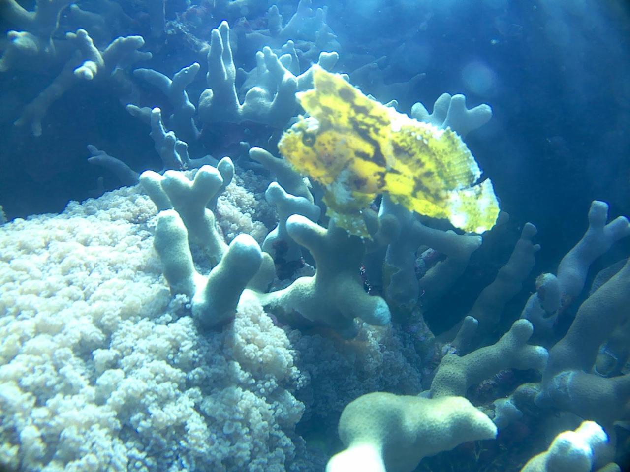 Wakatobi Patuno Diving And Beach Resort By Sahid Wanci ภายนอก รูปภาพ