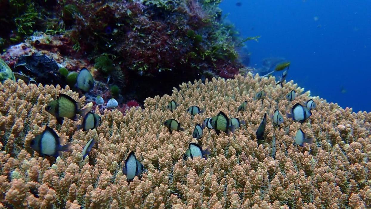 Wakatobi Patuno Diving And Beach Resort By Sahid Wanci ภายนอก รูปภาพ