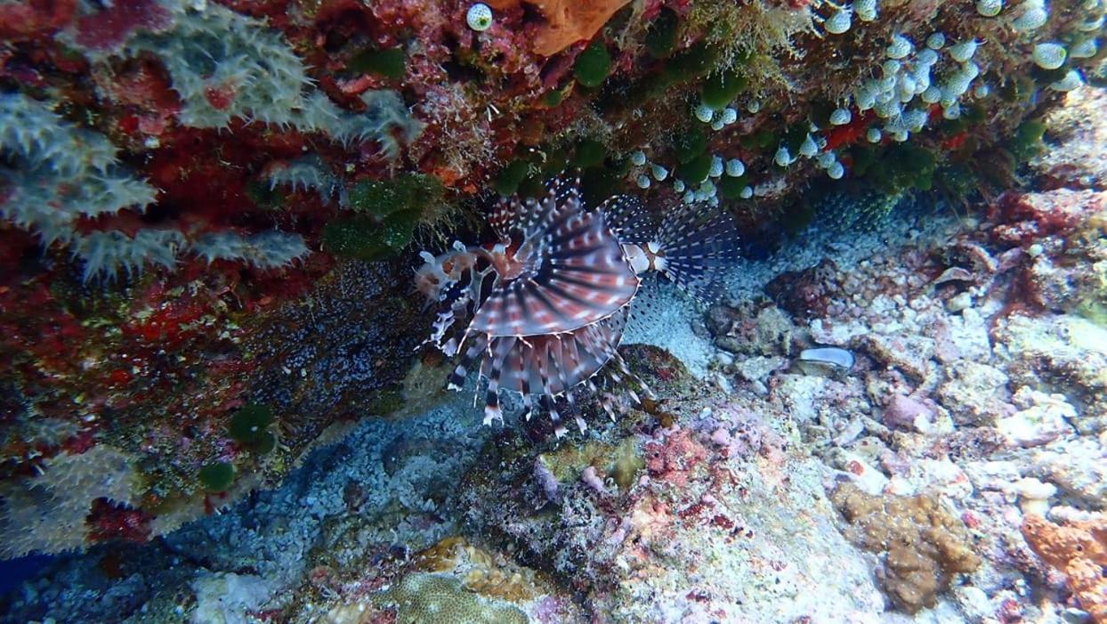 Wakatobi Patuno Diving And Beach Resort By Sahid Wanci ภายนอก รูปภาพ