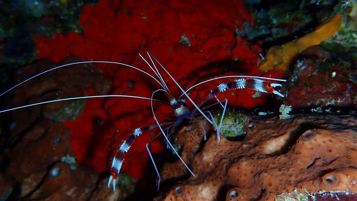Wakatobi Patuno Diving And Beach Resort By Sahid Wanci ภายนอก รูปภาพ