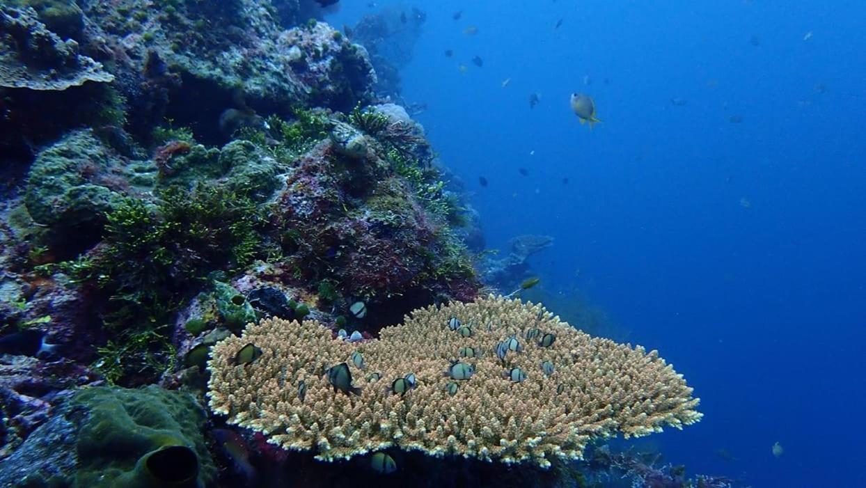 Wakatobi Patuno Diving And Beach Resort By Sahid Wanci ภายนอก รูปภาพ