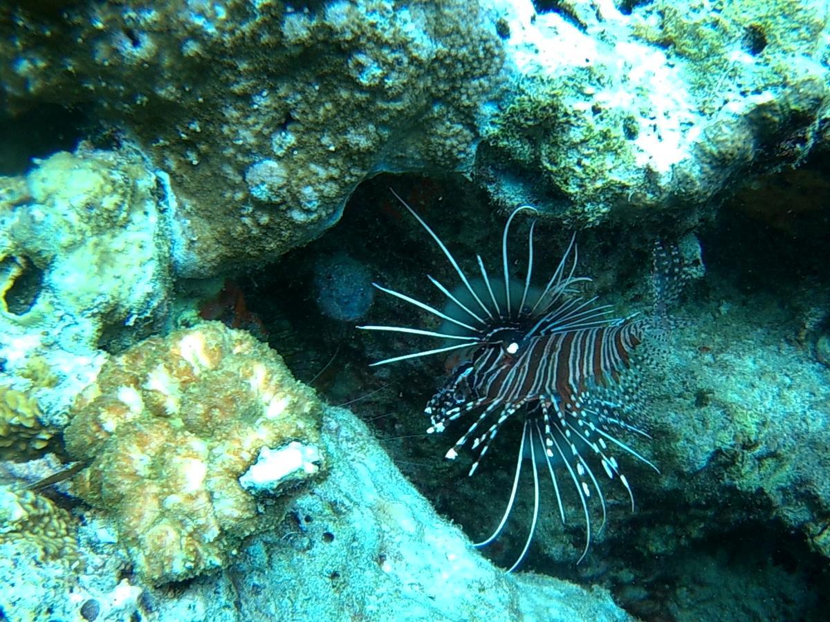 Wakatobi Patuno Diving And Beach Resort By Sahid Wanci ภายนอก รูปภาพ