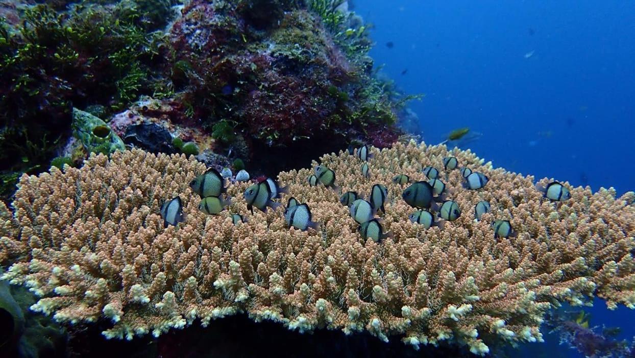 Wakatobi Patuno Diving And Beach Resort By Sahid Wanci ภายนอก รูปภาพ